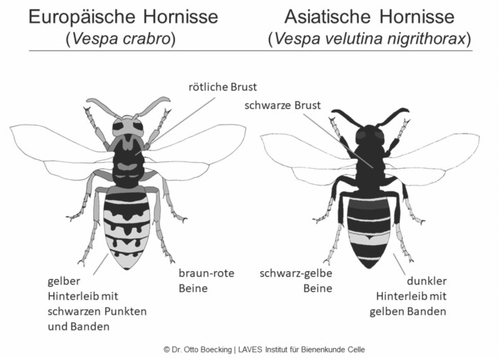 Darstellung der asiatischen Hornisse