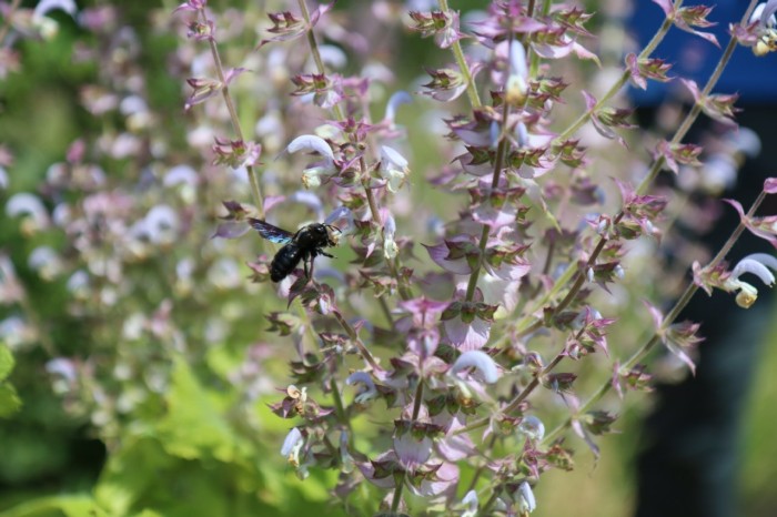 Eine Wildbiene sitzt auf einer Blüte. 