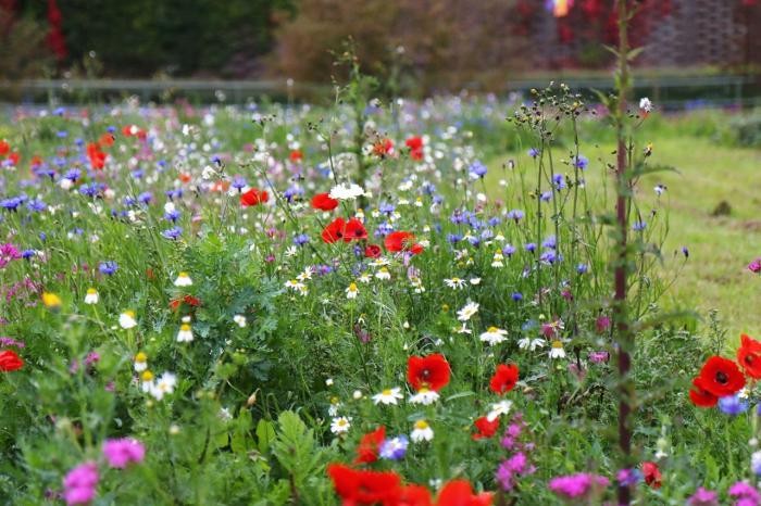Auf einer Wiese blühen Wildblumen.  