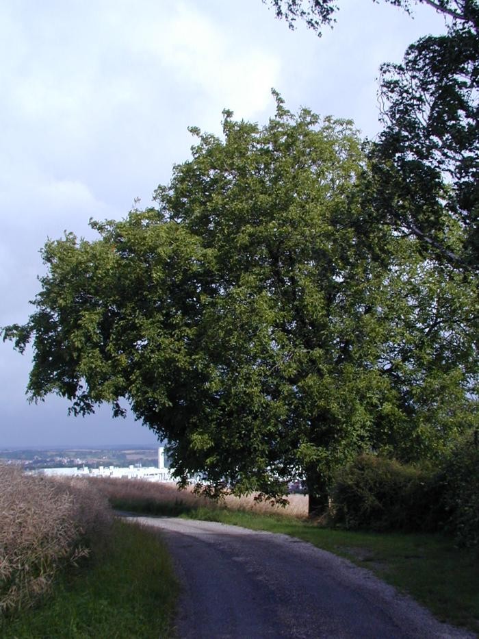 Foto: Stadt Neckarsulm 