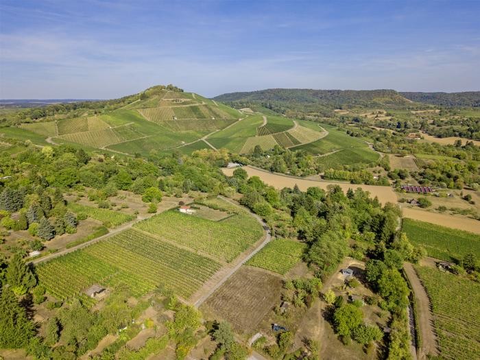 Blick auf die Weinbauflächen am Scheuerberg Foto: Daniel Nasse