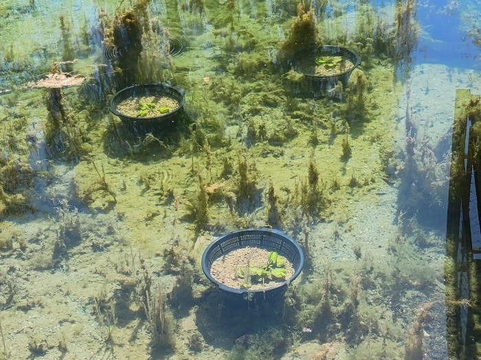 Setzkörbe mit Wasserpflanzen sind in Ufernähe des Ententeichs zu sehen. Foto: Tiefbauamt