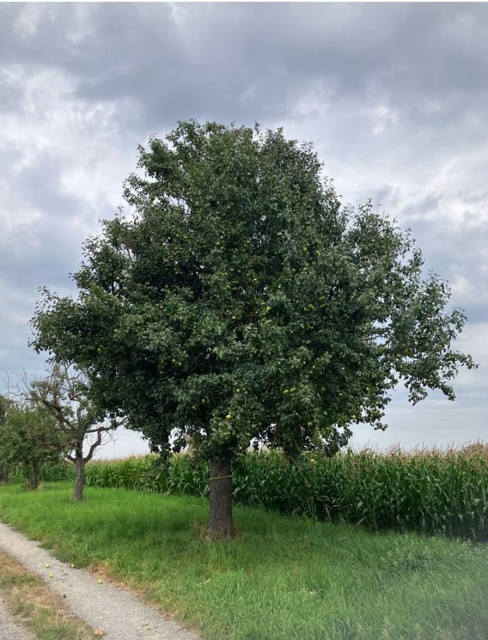 Foto eines Obstbaums mit gelbem Band um den Stamm Foto: Stadt Neckarsulm