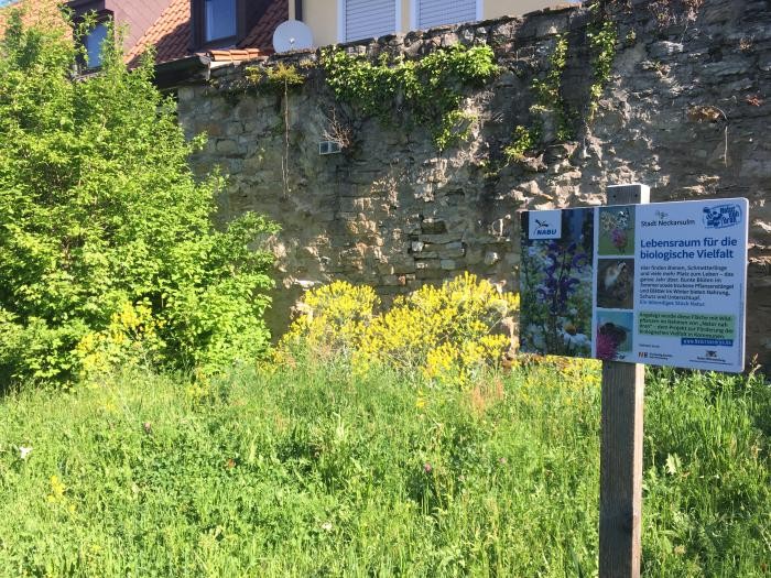 Natur nah dran-Schild mit Wildblumeneinsaat im Hintergrund vor Stadtmauer