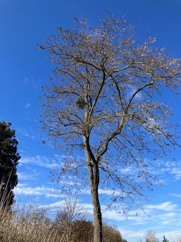 Blattloser Baum mit Mistel in Stammnähe