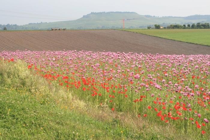 Blumenwiese 