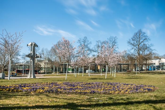 Stadtbäume im Park