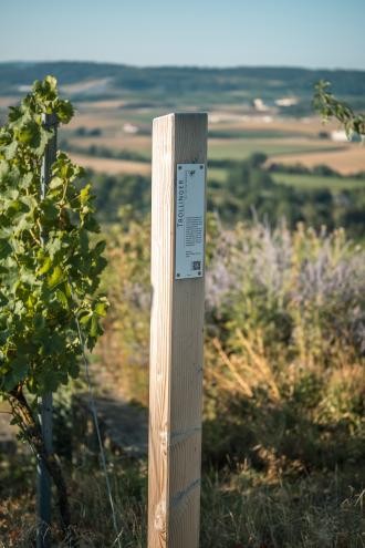 Infostehle Weinlehrpfad