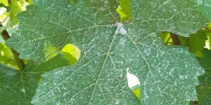 csm_1880_Samtrot_Blatt_King_3b5cece84e