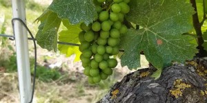 csm_1880_Samtrot_Traube_BBCH77_King__7__ece4973f0f