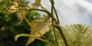 csm_1880_Samtrot_Triebspitze_King_2c448914f8