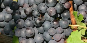 csm_1840_Trollinger_I_reife_Rebe_cd678dc343