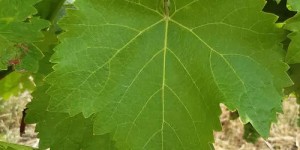 csm_1840_Trollinger_King_Blatt_66a1de8a34