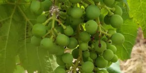 csm_1840_Trollinger_King_Trauben_BBCHCode_75_73027e07ba