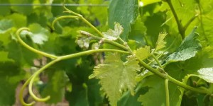 csm_1840_Trollinger_King_Trieb_8b0a7f7265