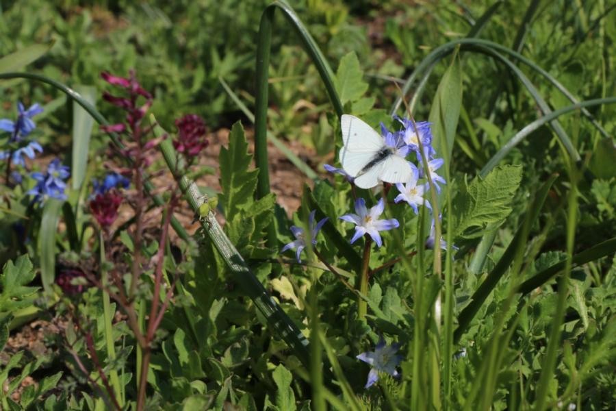 Ein Schmnetterling sitzt auf einer Blüte.