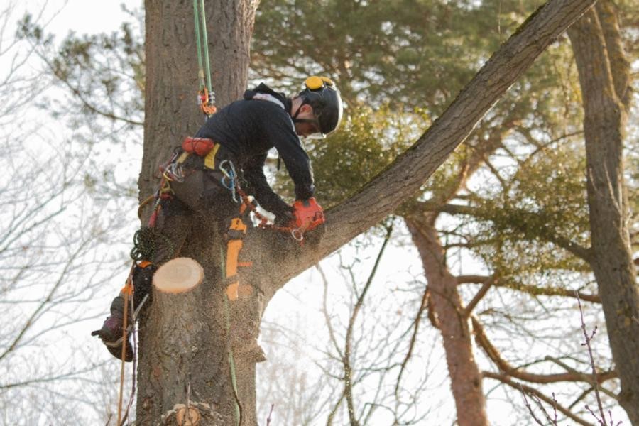 Ein am Seil gesicherter Arbeiter sägt in einem Baum einen Ast ab.