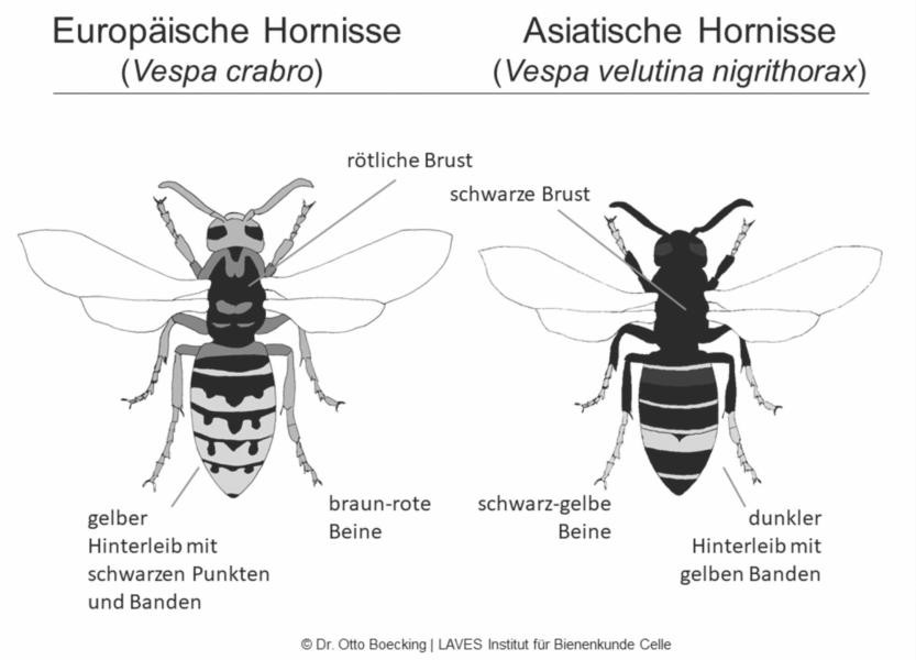 Darstellung der asiatischen Hornisse