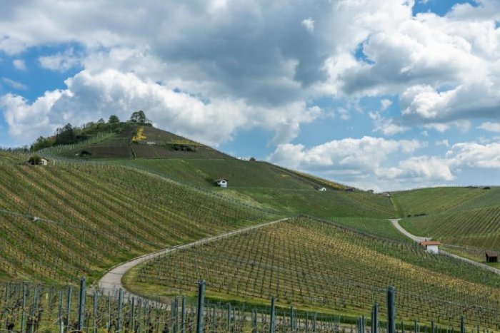 Panoramaansicht Neckarsulmer Weinberge.