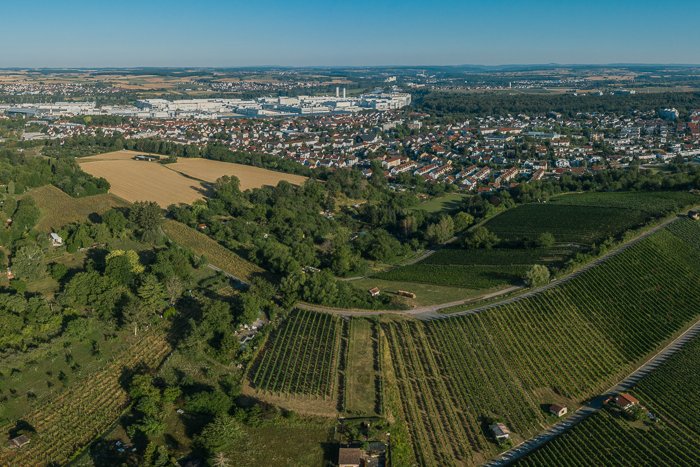Panoramaansicht Neckarsulm mit Weinbergen im Vordergrund und der Stadt im Hintergrund.